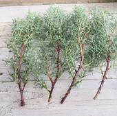 【生花】【日野】ブルーアイス 30cmつまみ