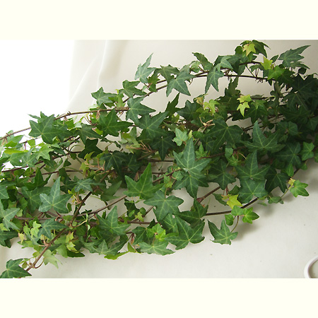 生花 日野 アイビー ピッツバーグ 60cm 通販 はなどんやアソシエ 生花 日野 アイビー ピッツバーグ 60cm 通販 はなどんやアソシエ