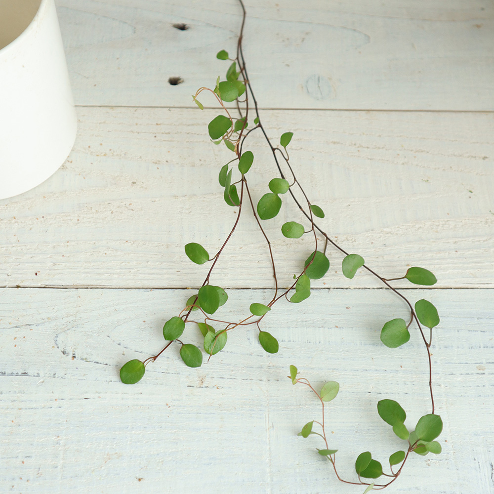 直前 日野 ワイヤープランツ 40センチ 生花 通販 はなどんやアソシエ 直前 日野 ワイヤープランツ 40センチ 生花 通販 はなどんやアソシエ