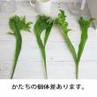 【日野】【生花】ポリポジューム(40-50cm程度)
