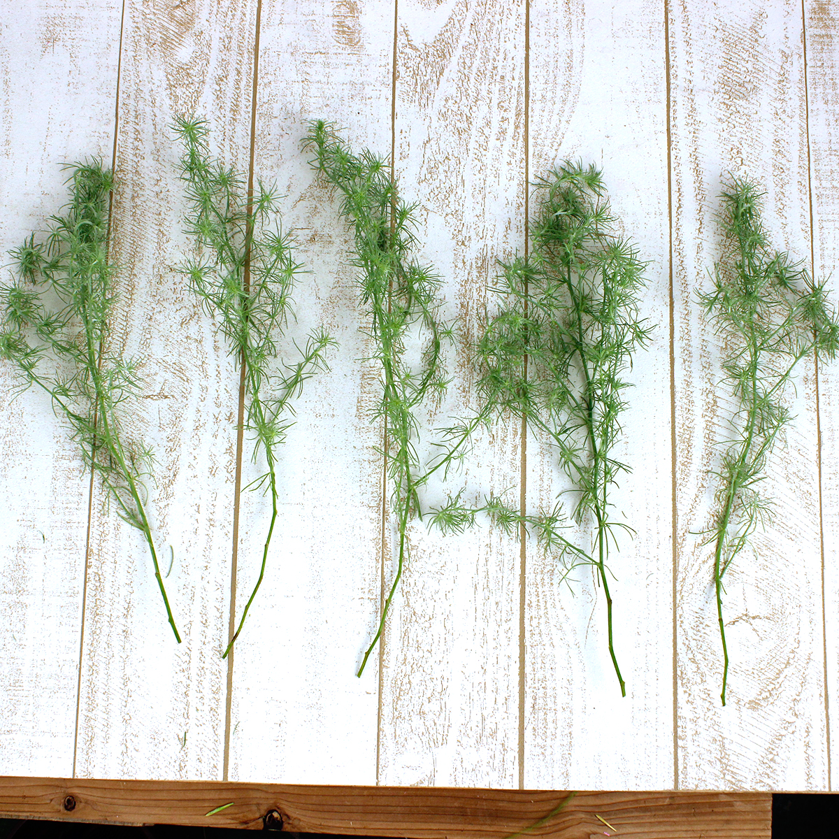 日野 ロータス コットンキャンディー 40センチ程度 入荷少 早締切 69 通販 はなどんやアソシエ 日野 ロータス コットンキャンディー 40センチ程度 入荷少 早締切 69 通販 はなどんやアソシエ