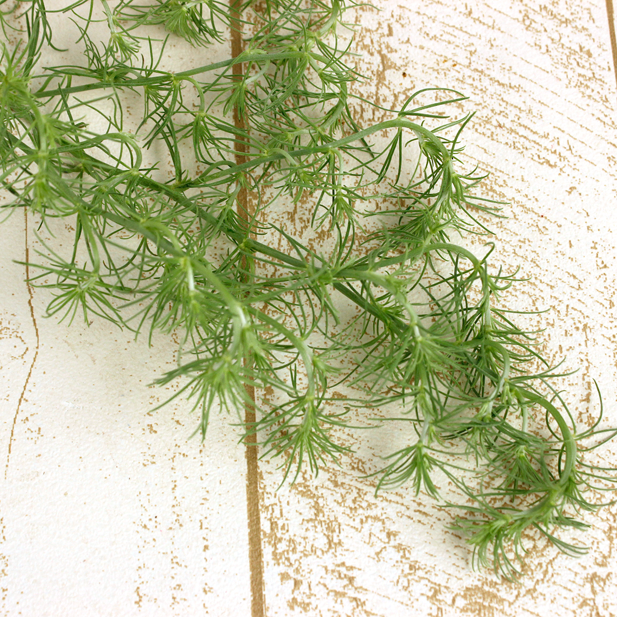 直前 日野 ロータス コットンキャンディー 40センチ程度 生花 通販 はなどんやアソシエ 直前 日野 ロータス コットンキャンディー 40センチ程度 生花 通販 はなどんやアソシエ