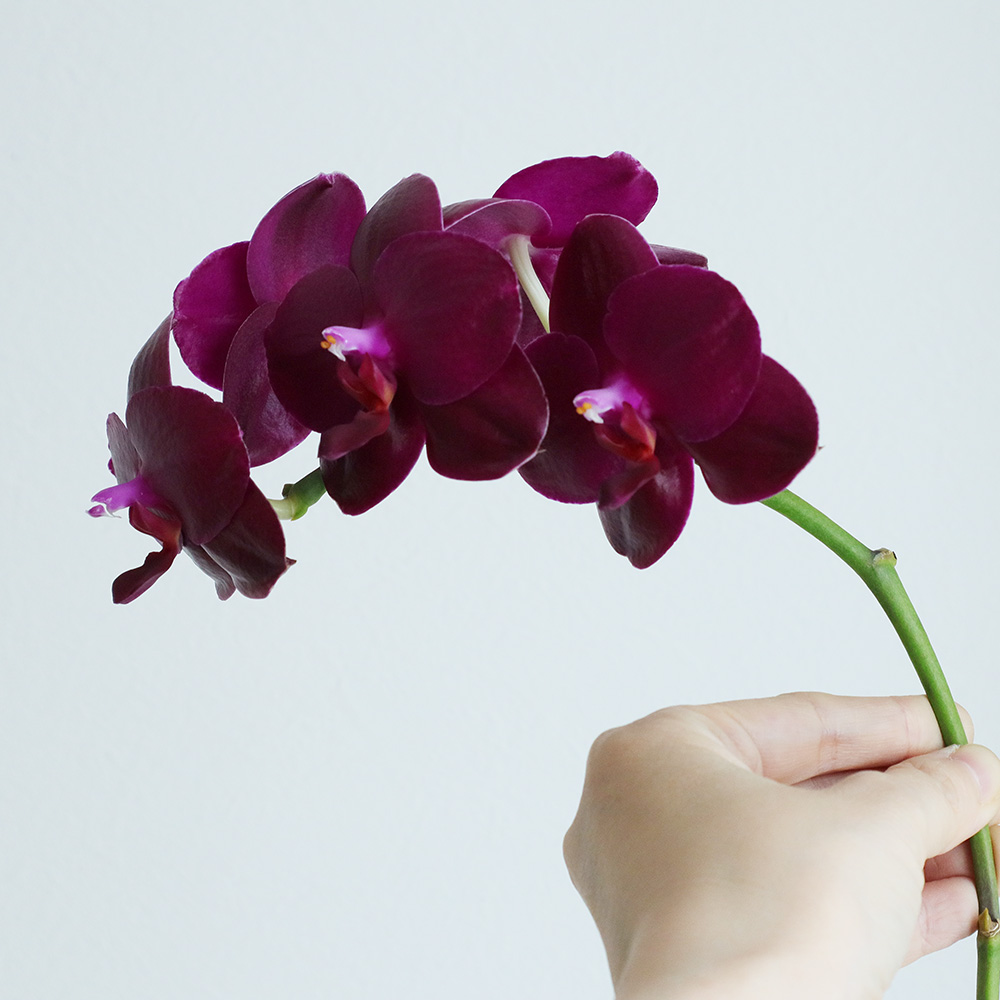 生花】【日野】ミディ胡蝶蘭 チェリー(ダークレッド)【早締切】 - 花材