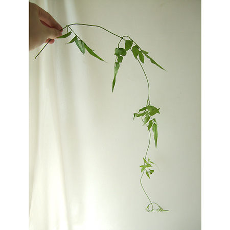 直前 日野 ハゴロモジャスミン ツルのみ 先端あり 花なし 40センチ 早締切 69 生花 通販 はなどんやアソシエ 直前 日野 ハゴロモジャスミン ツルのみ 先端あり 花なし 40センチ 早締切 69 生花 通販 はなどんやアソシエ