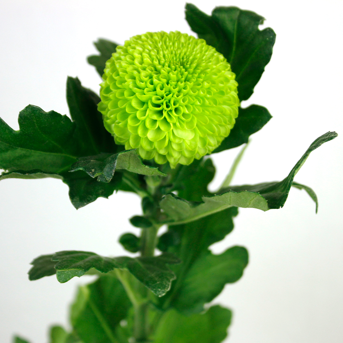 生花 届日限定12 28 29 ピンポンマム 緑 フィーリンググリーンなど Jfdお正月 通販 はなどんやアソシエ 生花 届日限定12 28 29 ピンポンマム 緑 フィーリンググリーンなど Jfdお正月 通販 はなどんやアソシエ