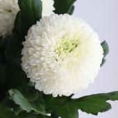 生花】ピンポンマム(白)スーパーなど □□届日限定:12/28-29:JFD