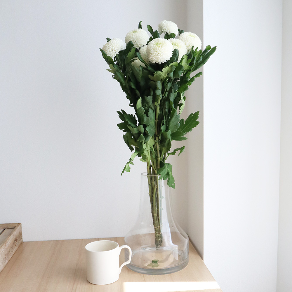 生花 ピンポンマム 白 スーパーなど 届日限定12 27 28 Jfdお正月 通販 はなどんやアソシエ 生花 ピンポンマム 白 スーパーなど 届日限定12 27 28 Jfdお正月 通販 はなどんやアソシエ