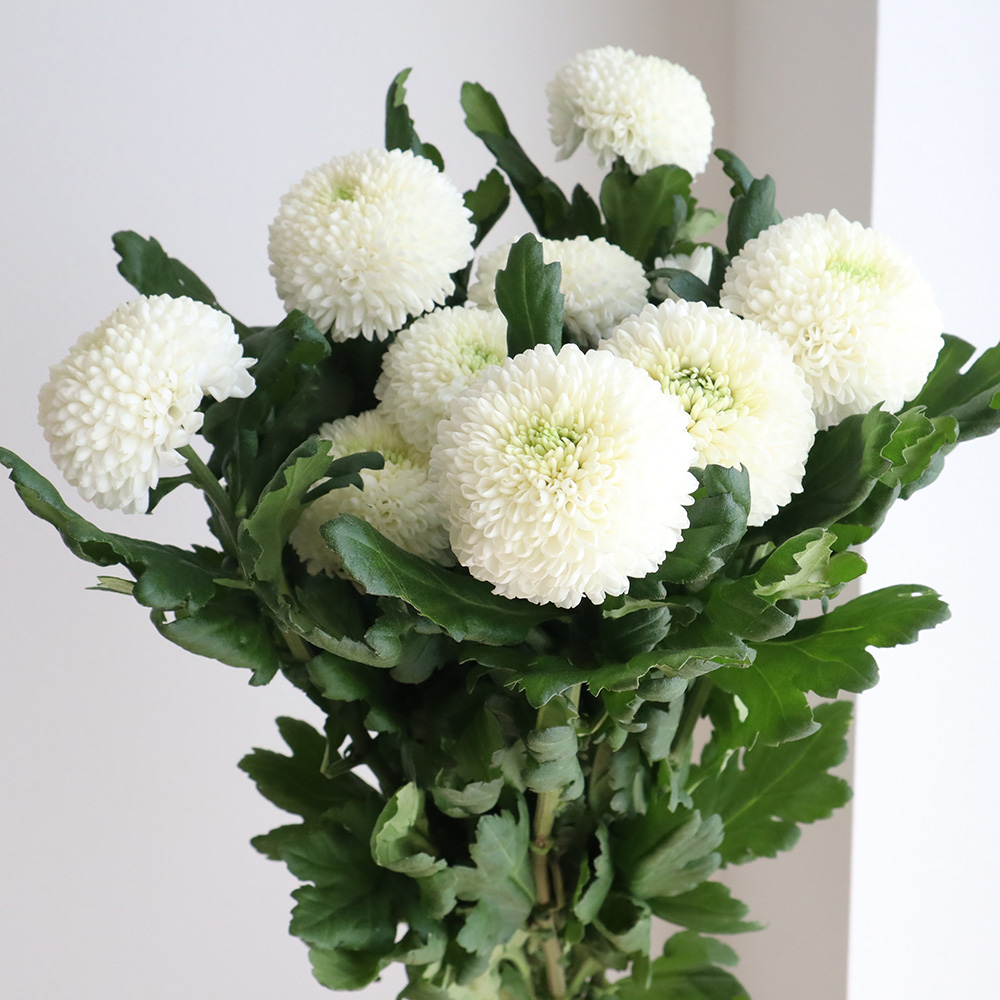 生花 ピンポンマム 白 スーパーなど 届日限定12 27 28 Jfdお正月 通販 はなどんやアソシエ 生花 ピンポンマム 白 スーパーなど 届日限定12 27 28 Jfdお正月 通販 はなどんやアソシエ