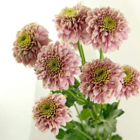 和製マ ジョリカタイル ピンク花 DK FM 002-35345_m.jpg