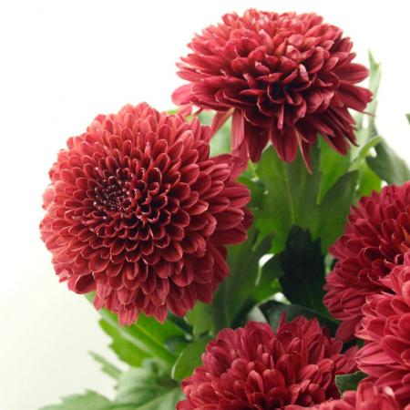 生花 届日限定12 29 30 ピンポンマム ロリポップレッド お正月 通販 はなどんやアソシエ