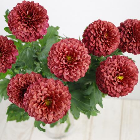 直前 ピンポンマム ロリポップレッド 生花 通販 はなどんやアソシエ