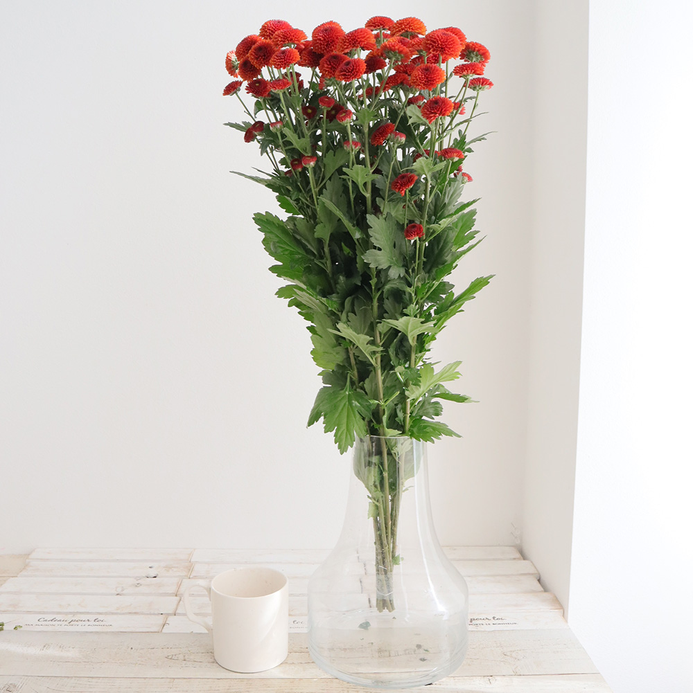 生花】スプレーマム ファイヤーボール □届日限定:12/20-30:JFDお正月