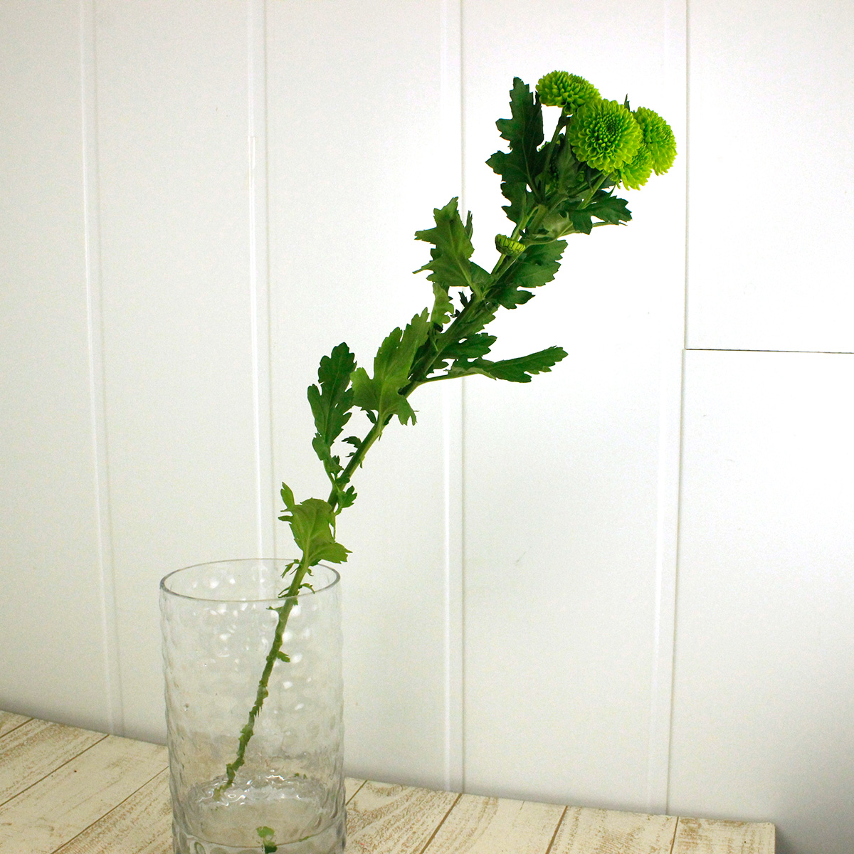 生花】届日限定12/24-29□スプレーマム ウォーク:JFDお正月 - 花