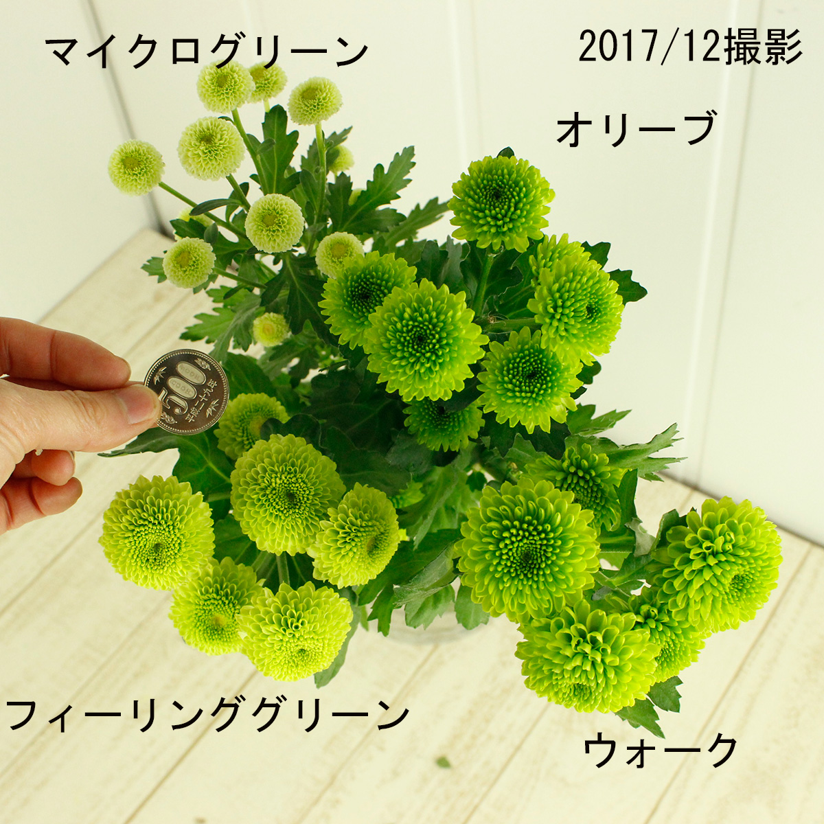 最高のスプレー マム 写真 すべての美しい花の画像 最高のスプレー マム 写真 すべての美しい花の画像