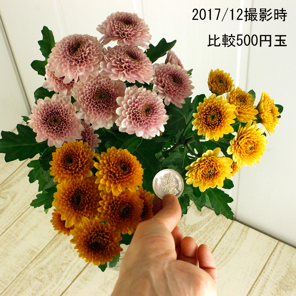 生花】12/23-30日限定□スプレーマム マシューオレンジ:JFDお正月 - 花