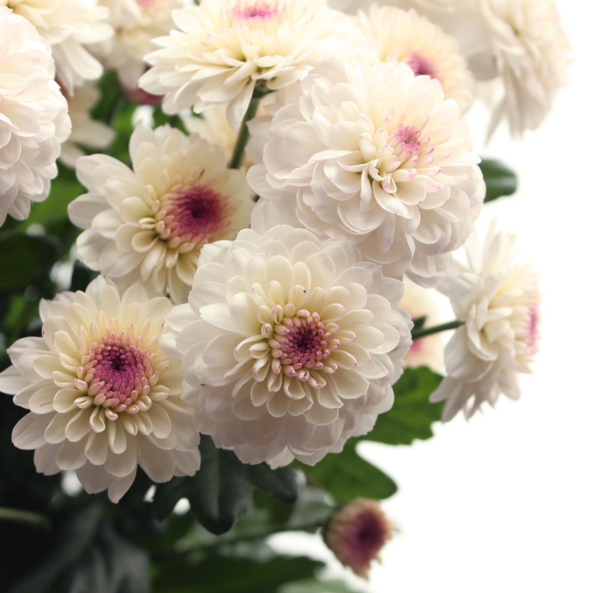 生花】届日限定12/20-29□スプレーマム マティス(ピンク):JFD