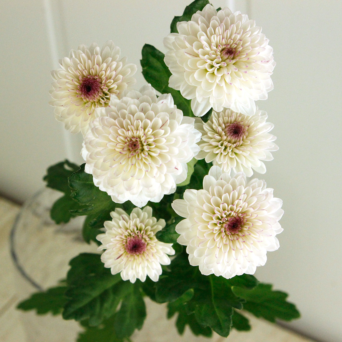 生花 12 21 22日限定 スプレーマム マティス ピンク Jfdお正月 通販 はなどんやアソシエ 生花 12 21 22日限定 スプレーマム マティス ピンク Jfdお正月 通販 はなどんやアソシエ