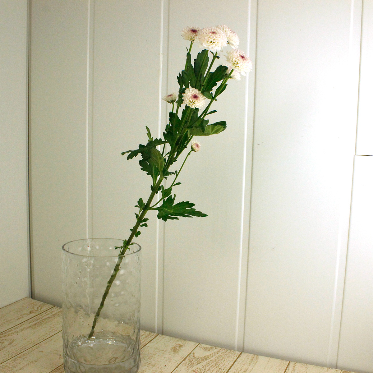 生花】届日限定12/20-29□スプレーマム マティス(ピンク):JFDお正月