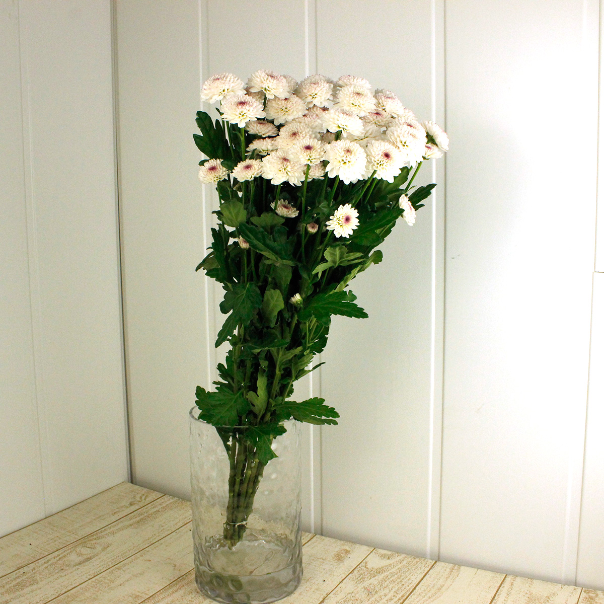 生花】届日限定12/20-29□スプレーマム マティス(ピンク):JFDお正月