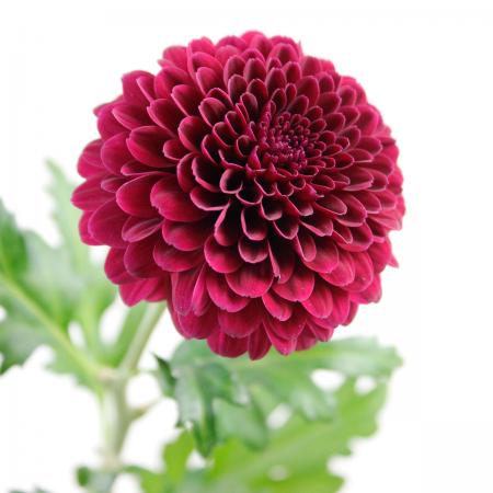 【生花】届日限定12/25-29◆杉江さんのピンポンマム　ミッドナイトパープル
