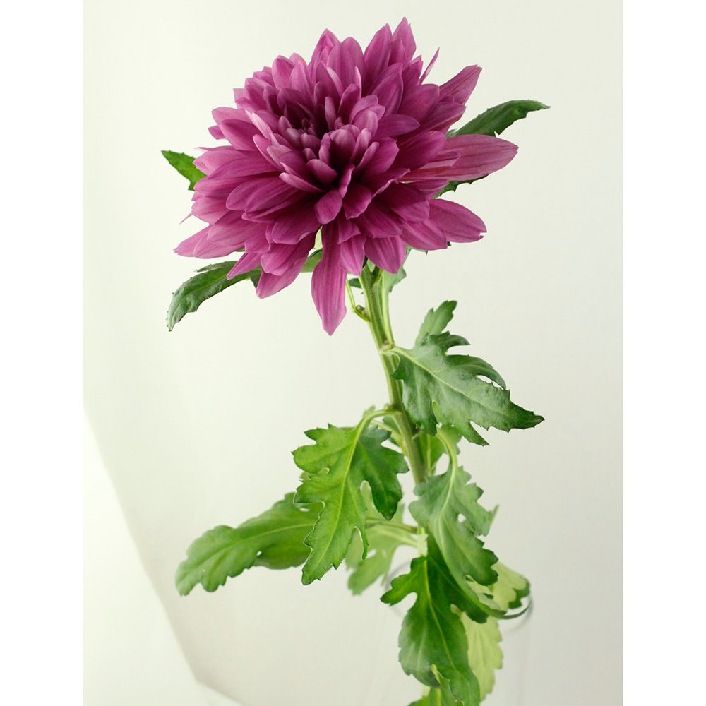 生花 届日限定12 24 29 デコラマム マチルダ パープルピンク Jfdお正月 通販 はなどんやアソシエ 生花 届日限定12 24 29 デコラマム マチルダ パープルピンク Jfdお正月 通販 はなどんやアソシエ