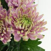 中サイズ ピンク花シャルロッテ 生花】デコラマム ロサーノシャルロッテダーク(ピンク緑)【FJ】 - 花材