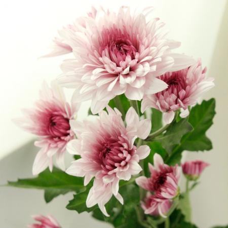 生花】スプレーマム ダンテピンク(八重 ピンク) ◇届日限定12/26-28