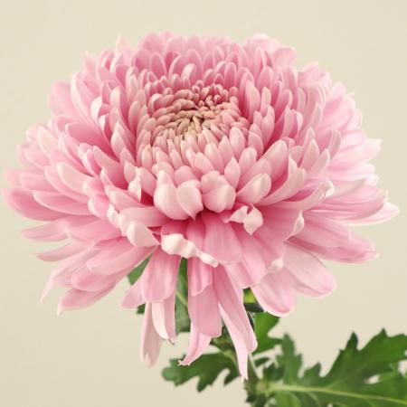 【生花】デコラマム ホーンビル(ピンク系)愛知など　◆届日限定12/28:お正月