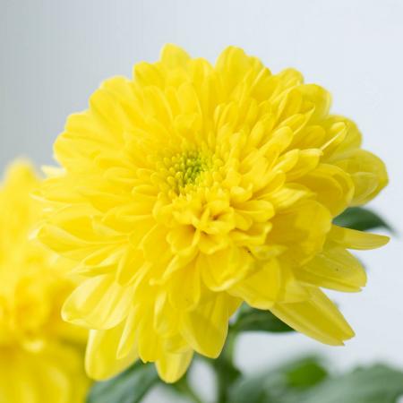 【生花】デコラマム  ゼンブラサニー(黄色系)■届日限定:12/25-30:JFDお正月