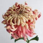 【生花】デコラマム  マノアサーモン ■届日限定：12/20-30：JFDお正月