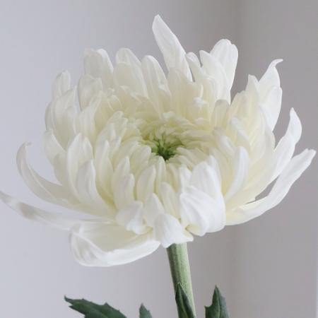 【生花】デコラマム レドニック(白)愛知県など　◆届日限定12/27-28:お正月マム