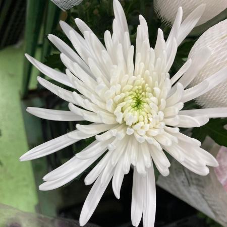 【生花】デコラマム トップスピン(白)栃木県など　◆届日限定12/30:お正月マム