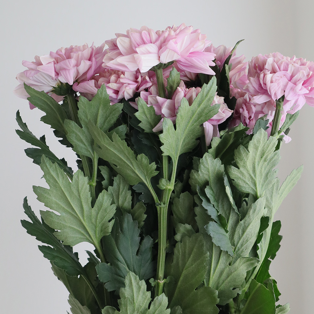 生花】デコラマム シャンパンピンク 長崎など ◇届日限定:12/28-29