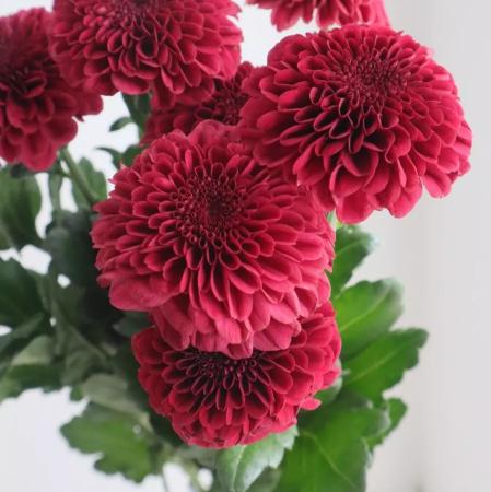 【生花】ピンポンマム ミッドナイトレッド ■届日限定:12/20-30:JFDお正月