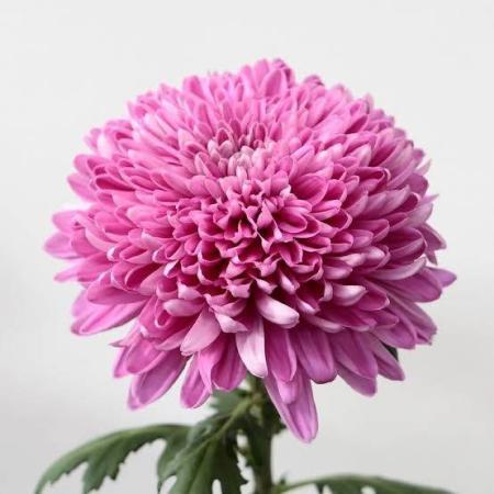【生花】デコラマム ホーンビルビビット ■届日限定:12/20-30:JFDお正月