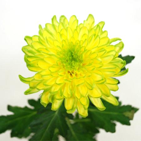 【生花】デコラマム ゼンブラブラジル ■届日限定:12/20-30:JFDお正月