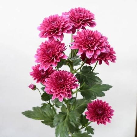 【生花】スプレーマム　オーサカパープル ■届日限定:12/20-30:JFDお正月