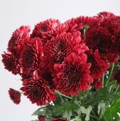 ※販売期間外※【生花】スプレーマム シャボンレッド ■届日限定:12/27-30:JFDお正月