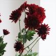 【生花】スプレーマム　シャボンレッド ■届日限定:12/27-30:JFDお正月