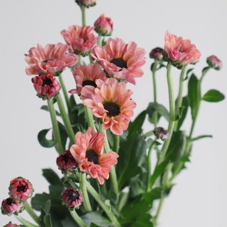 【生花】スプレーマム  インヤンスモーキー(サーモン小輪黒目) ◆届日限定:12/25-29:お正月マム【OT】