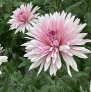 【生花】デコラマム  シュリカナサ(ピンク)沖縄県 ◆届日限定:12/30-31:お正月　【FJ】