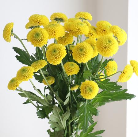 【生花】スプレーマム  ルネルなど(黄色ぽんぽん) ◆届日限定:12/27-30:お正月マム【FJ】