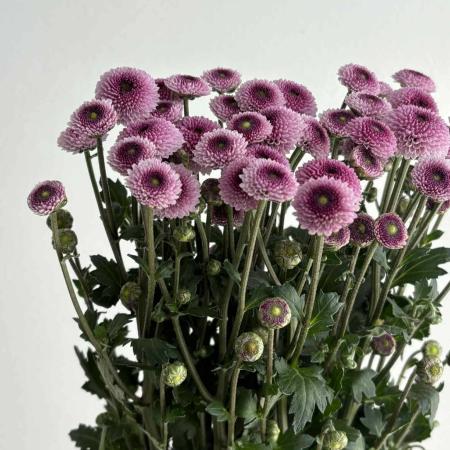 【生花】スプレーマム コサージュ　ピンク(小輪系) ◆届日限定:12/30-31:お正月マム【FJ】