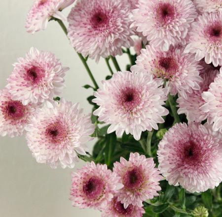 【生花】スプレーマム アビー　ピンク ◆届日限定:12/30-31:お正月マム【FJ】