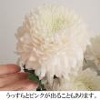 【生花】デコラマム サイレント(白) ■届日限定:12/19-29:JFDお正月