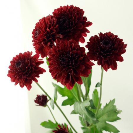 生花 届日限定12 24 25 スプレーマム ロリポップレッド Jfdお正月マム 通販 はなどんやアソシエ