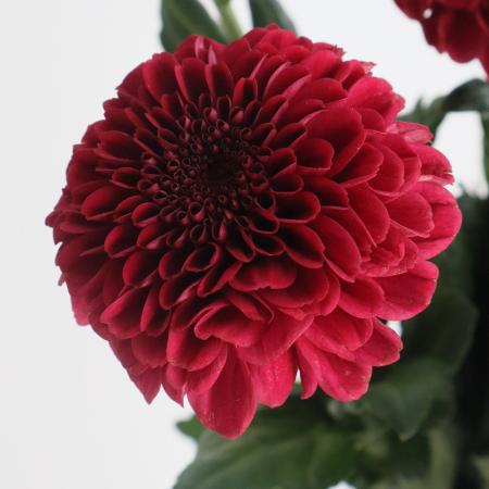 【生花】ピンポンマム (赤)シャボンレッドなど　■届日限定:12/19-29:JFDお正月