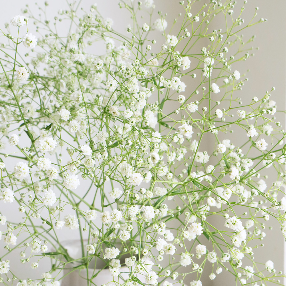 生花】カスミ草 Lサイズ 60程度 - 花材通販はなどんやアソシエ