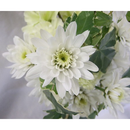 【生花・年末予約】12/22-29日限定■スプレーマム　モナリザ(八重白):JFDお正月