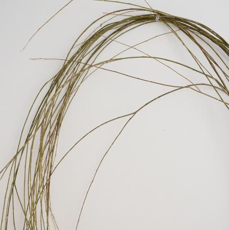 【08直前!!】  垂れのみ　しだれ柳　2M程度【早締切-74】